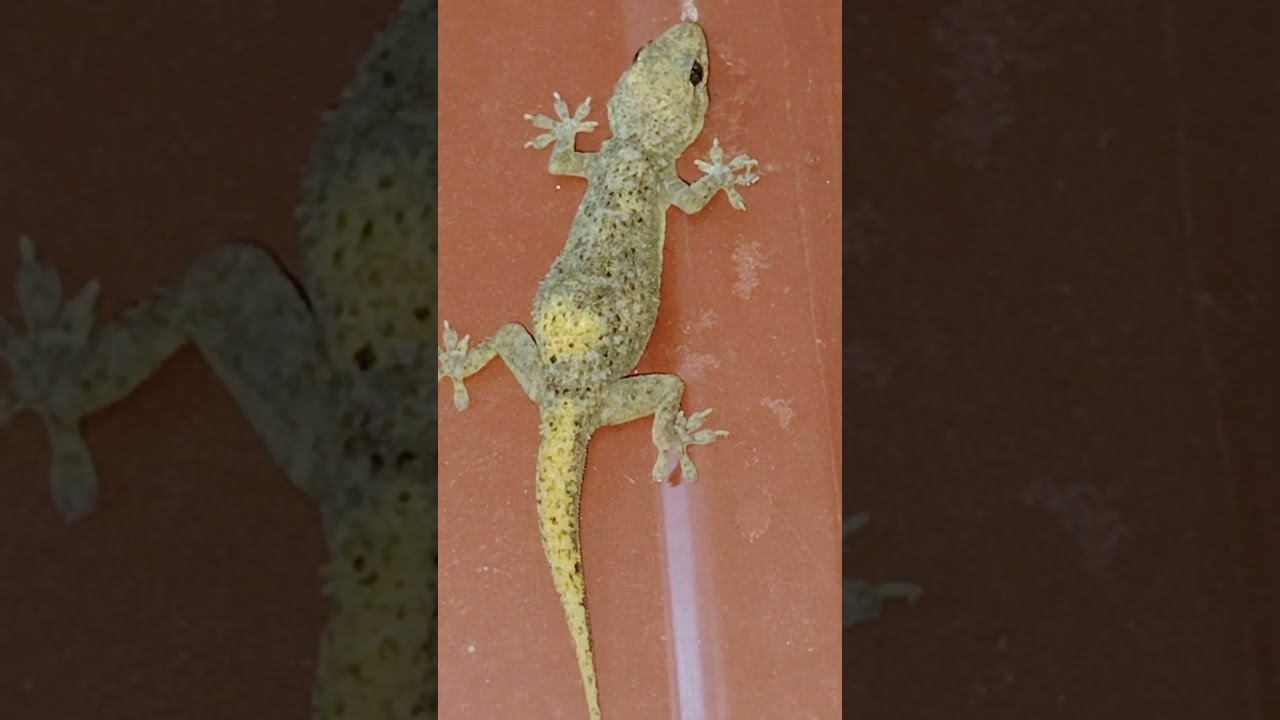 Unique Lizard l Lizard egg l Lizard sound 