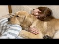別に全然眠くないけど昼寝に付き合うゴールデンレトリバー