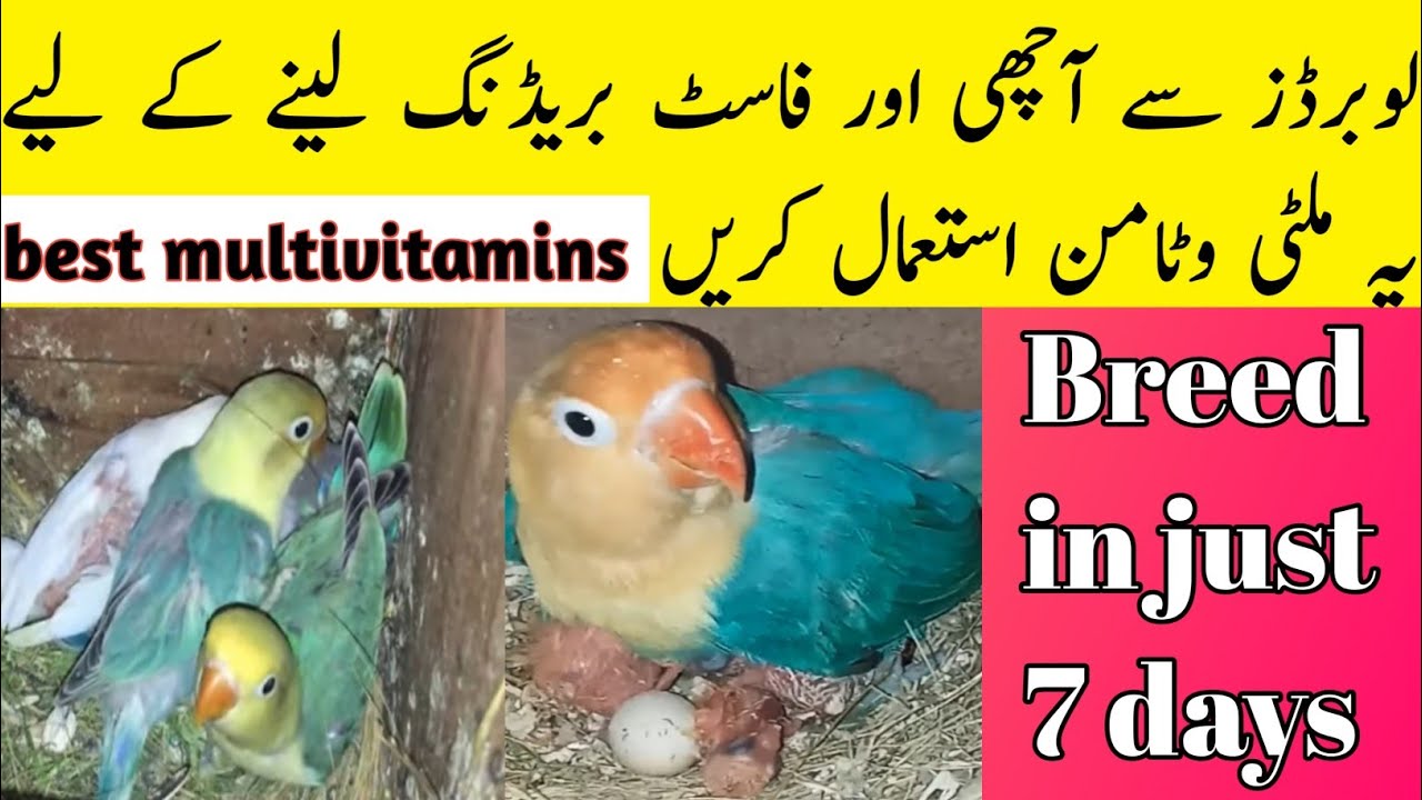 love birds breeding multivitamins best breeding formula for all birds