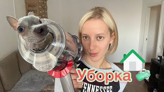 Уборка в доме , в котором живут собаки! #уборка #собака #чихуахуа