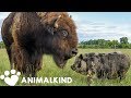 1200-pound bison takes care of every animal on farm | Animalkind