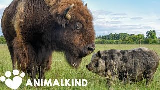 1200pound bison takes care of every animal on farm | Animalkind
