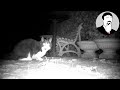 Neewer Trail Camera | Ashens