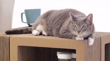 KATRIS is… a cat scratching post, a bookshelf, a coffee table, a cat tree  – it