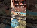 Peanut and Oreo #pets