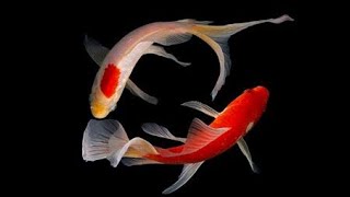 KOI FISH | Relaxing Music Therapy | Calming Music Meditation | 4K Video
