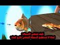 كيف تتنفس الأسماك ولماذا لا تستطيع السمكة التنفس خارج الماء 