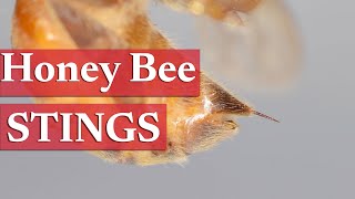 Beekeeping Academy | Ep. 7 | An Overview of Honey Bee Stings