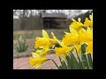 Jtwes Monday Night Live! (Spring is Coming)