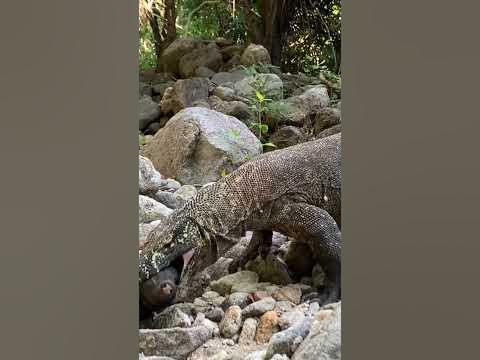 Komodo dragon swallows a wild boar cub - YouTube