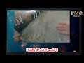 أكذوبة الصخرة المعلقة مسلم يصور فيديو من الأقصى عن عطر محمد أكذوبة الصخرة المعلقة مسلم يصور فيديو من الأقصى عن عطر محمد