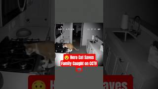 Security Camera Captures Heroic Cat Saving Family from Deadly Gas Leak! #herocat #securitycamera