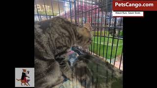 Love all Pawz Rescue cat and kitten pet adoption Saturdays in Castro Valley