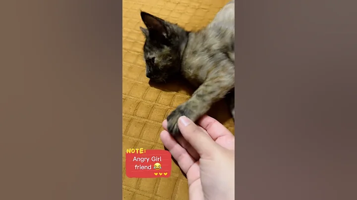 Watch the video about Angry cute kitten |cute kittens videos | funny cats videos |#cat #kittencomedy #funnyanimals #kitten