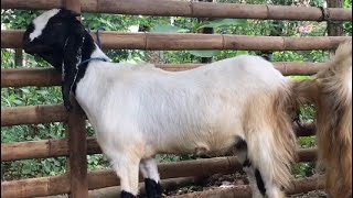 Update Kambing Babon Bunting Mulai 1.7-2.4, Malah Beranak Di Penampungan