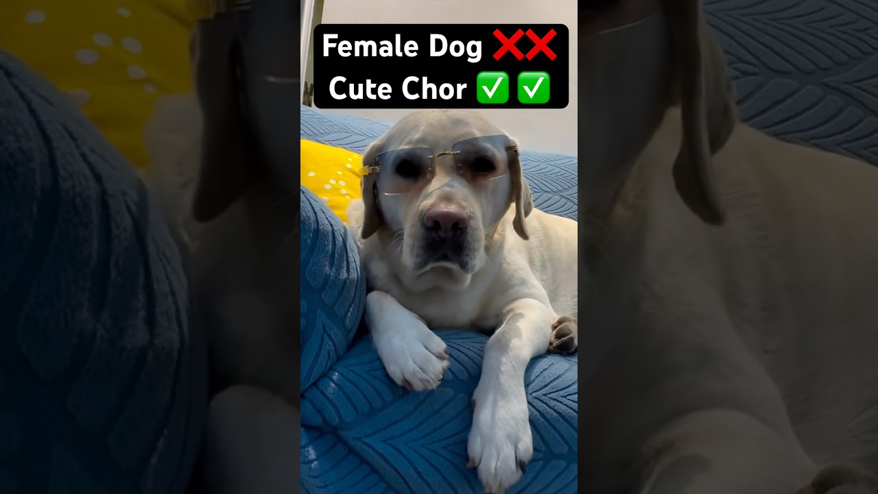 Guard dog❌ Chor Dog✅ || labra rubi || 