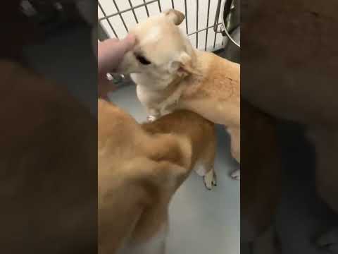 Vidéo: Chien Adoptable De La Semaine - Muesli