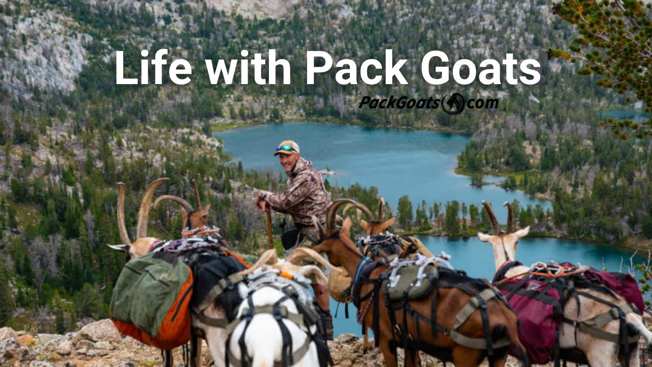 Life with Pack Goats YouTube