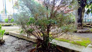 Lagu terbaik sepanjang sejarah | Tembang kenangan Koes plus - Panbers - D'lloyd  -,The Mercy's