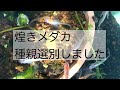煌きメダカの親を選別することにしました【後半いろいろメダカおまけ動画も】