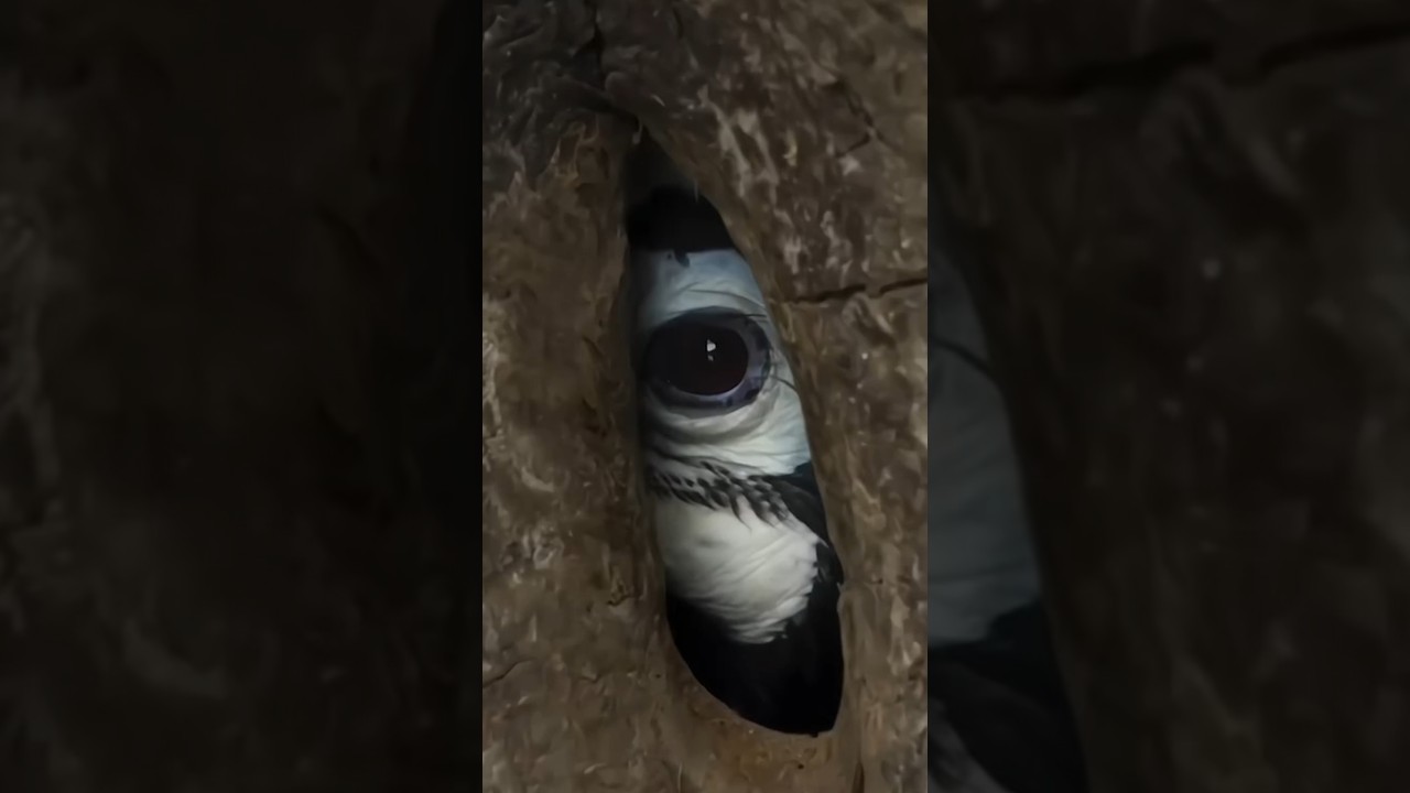 How Does the Hornbill Protects Its Chicks? 🕊️ 