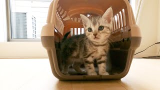 子猫のアメショーが家に来たなき声や仕草、寝顔がかわいい。