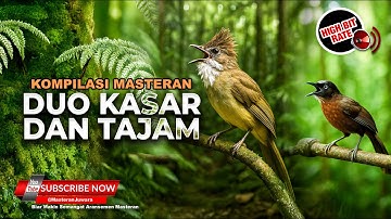 🔴 Masteran Kompilasi Tajam dan Kasar Cucak Jenggot Gacor Full Beset vs Tepus Kepala Abu Abu Gacor