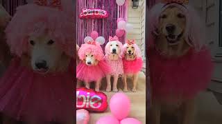 barbie dogs.