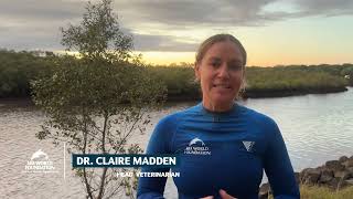Sea World Foundation | Bottlenose Dolphin Rescue | 30.06.25