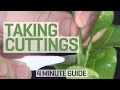 How To Take Cuttings - 4 Minute Guide to Clones and Cloning