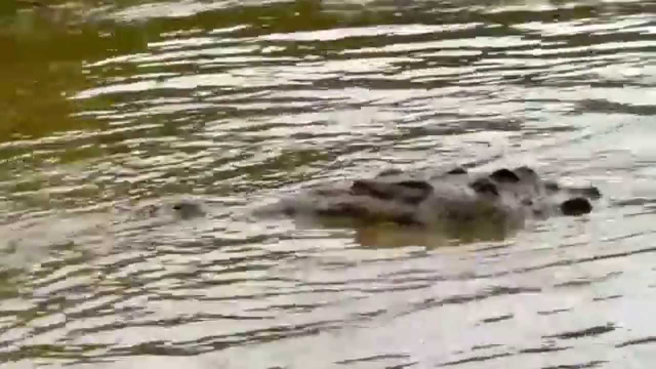 Crocodylus acutus (American Crocodile)