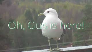 Gully the Seagull, (Larus Canus) vs Gus the Seagull (Larus Argentatus) 😎