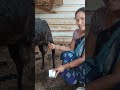 Latest Goat Milking Youtube Sorts