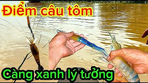 Hành trình câu tôm Điểm câu tôm càng ở nhiều  @Cádồngmiềntây-66
