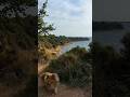 Sheltie Walk by the Sea 🌊🐕 | Calm Dog Vibes | #sheltie #dogshorts #seaside #dogwalk #shorts #nature