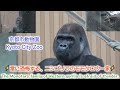 【gorilla】The Momotaro family of Western gorillas is afraid of thunder. 雷に恐怖する、ニシゴリラのモモタロウ一家【京都市動物園】