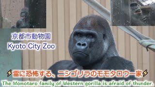 【gorilla】The Momotaro family of Western gorillas is afraid of thunder. 雷に恐怖する、ニシゴリラのモモタロウ一家【京都市動物園】