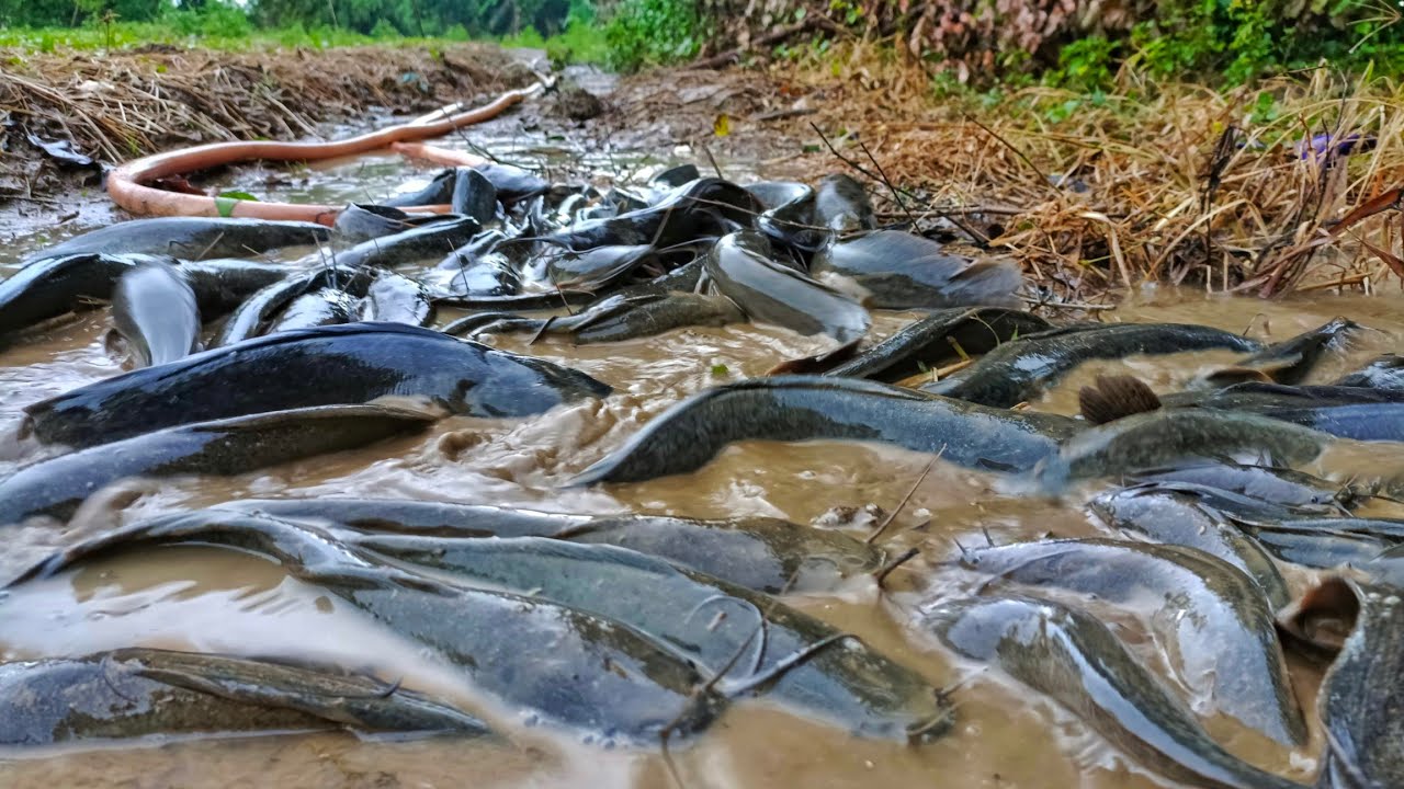 Great fishing to catch more fish in the rainy season - YouTube