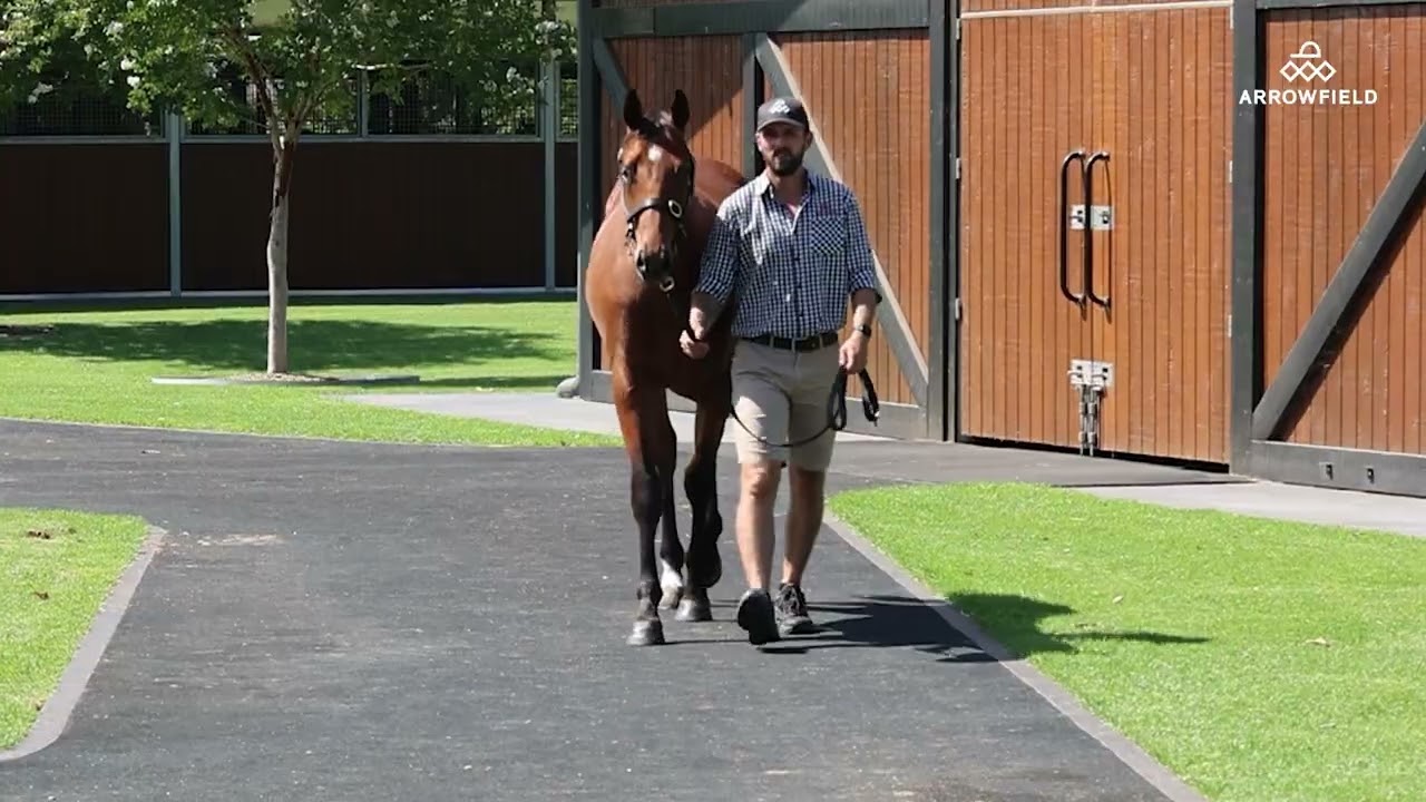 Lot 533 - The Autumn Sun x Meraki Miss colt