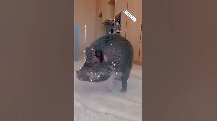 Ariana grande pig and my pig #short