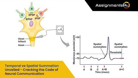 Temporal vs Spatial Summation Unveiled - Cracking the Code of Neural Communication