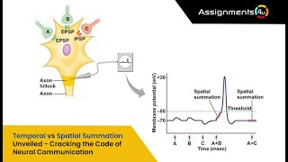 Famous Temporal vs Spatial Summation Unveiled - Cracking the Code of Neural Communication Profile