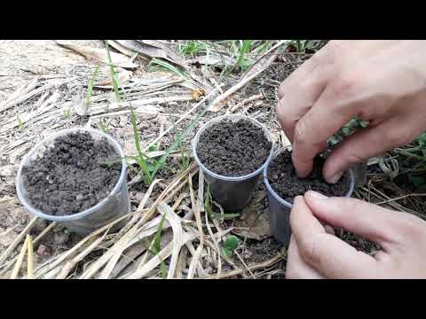 Plantando sementes de Girassol vermelho e preto