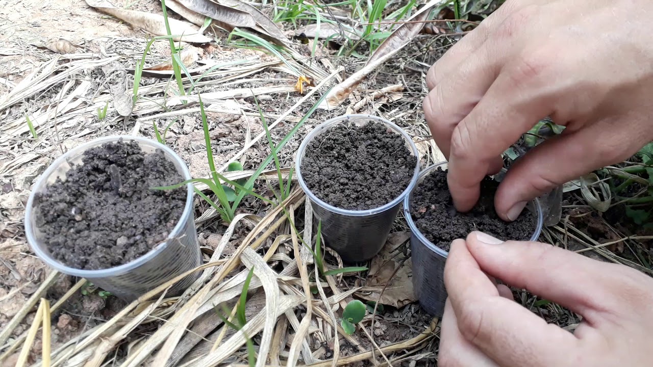 Plantando sementes de Girassol vermelho e preto - thptnganamst.edu.vn