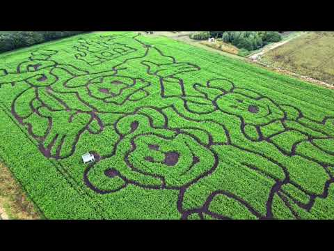 Cambridgeshire maize maze will celebrate 100 years of Disney