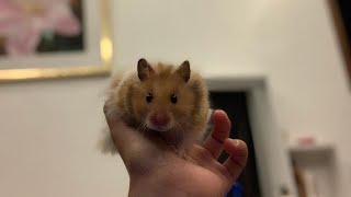 How to Make your hamster live longer.
