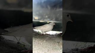 Kabutar ko marne ki koshish 🥺🕊️❤️ #pigeon #kabootar #shorts  #viral #shortsviral
