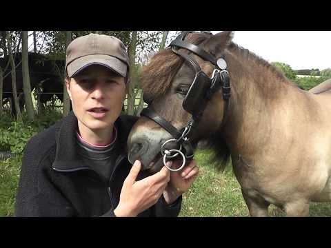 Video: Wofür sind Scheuklappen für Pferde?