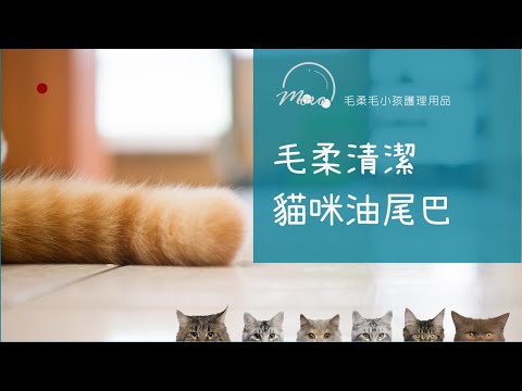 🌿毛柔護理🌿擾人的＂公貓油尾巴＂毛柔來告訴你清潔方法