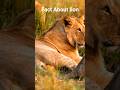 Fact about lion.  #shorts #ytshorts #youtubeshorts #facts #lion